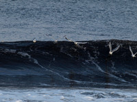 Seagulls Surfing